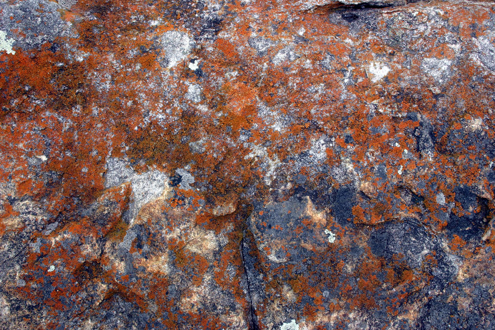 lichen11